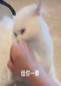 喵喵147